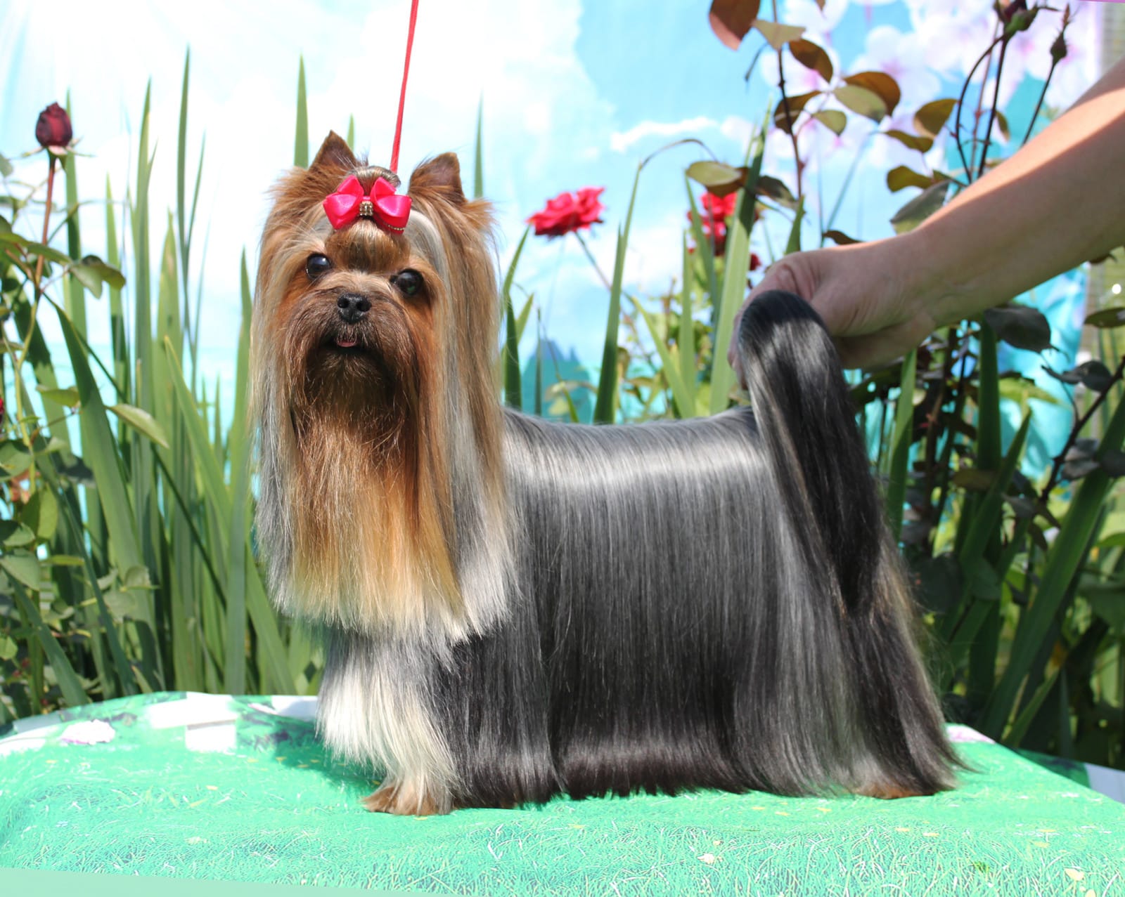 STJUMER'S NAOMI HARIS — Labaza DogPedigree YorkshireTerrier